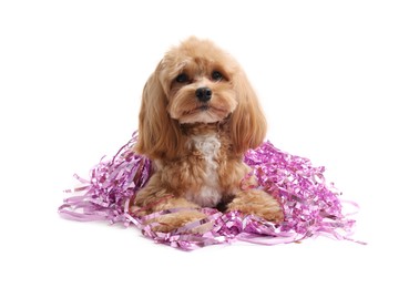 Photo of Cute dog with shiny tinsels on white background