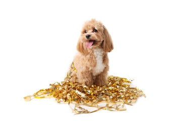 Photo of Cute dog with shiny tinsels on white background