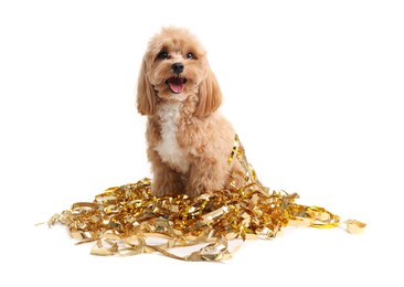 Photo of Cute dog with shiny tinsels on white background