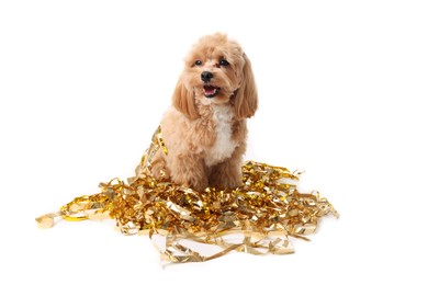 Photo of Cute dog with shiny tinsels on white background