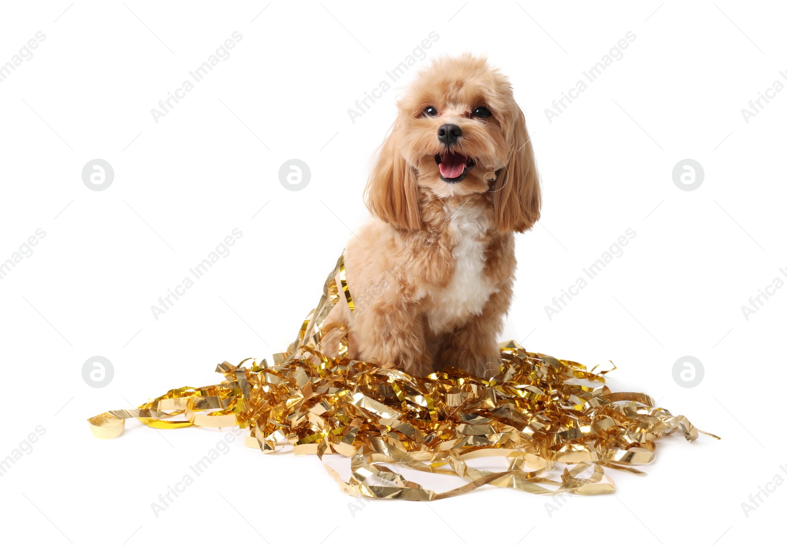 Photo of Cute dog with shiny tinsels on white background