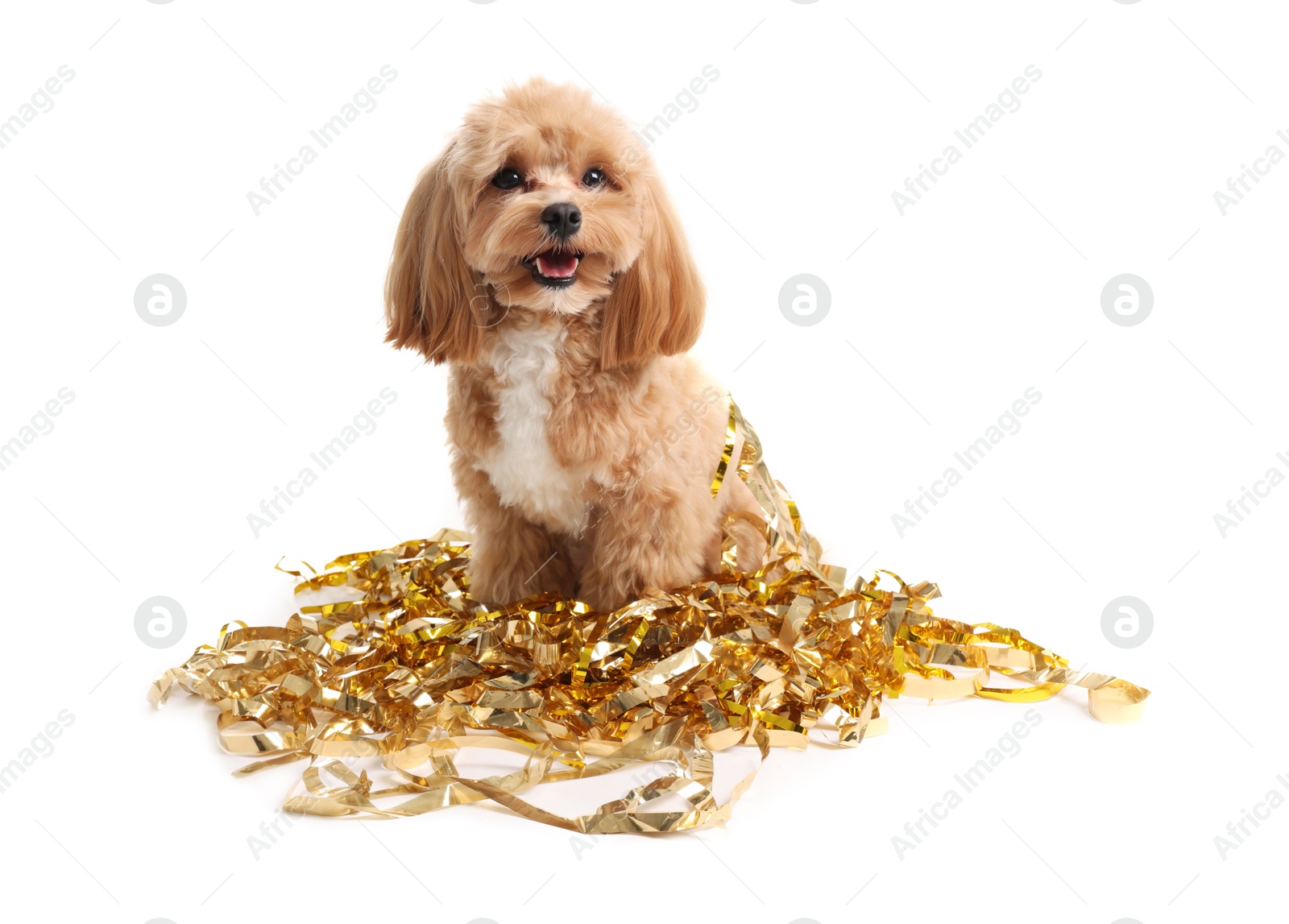 Photo of Cute dog with shiny tinsels on white background