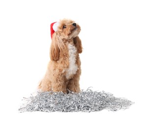 Photo of Cute dog with shiny tinsels in Santa hat on white background