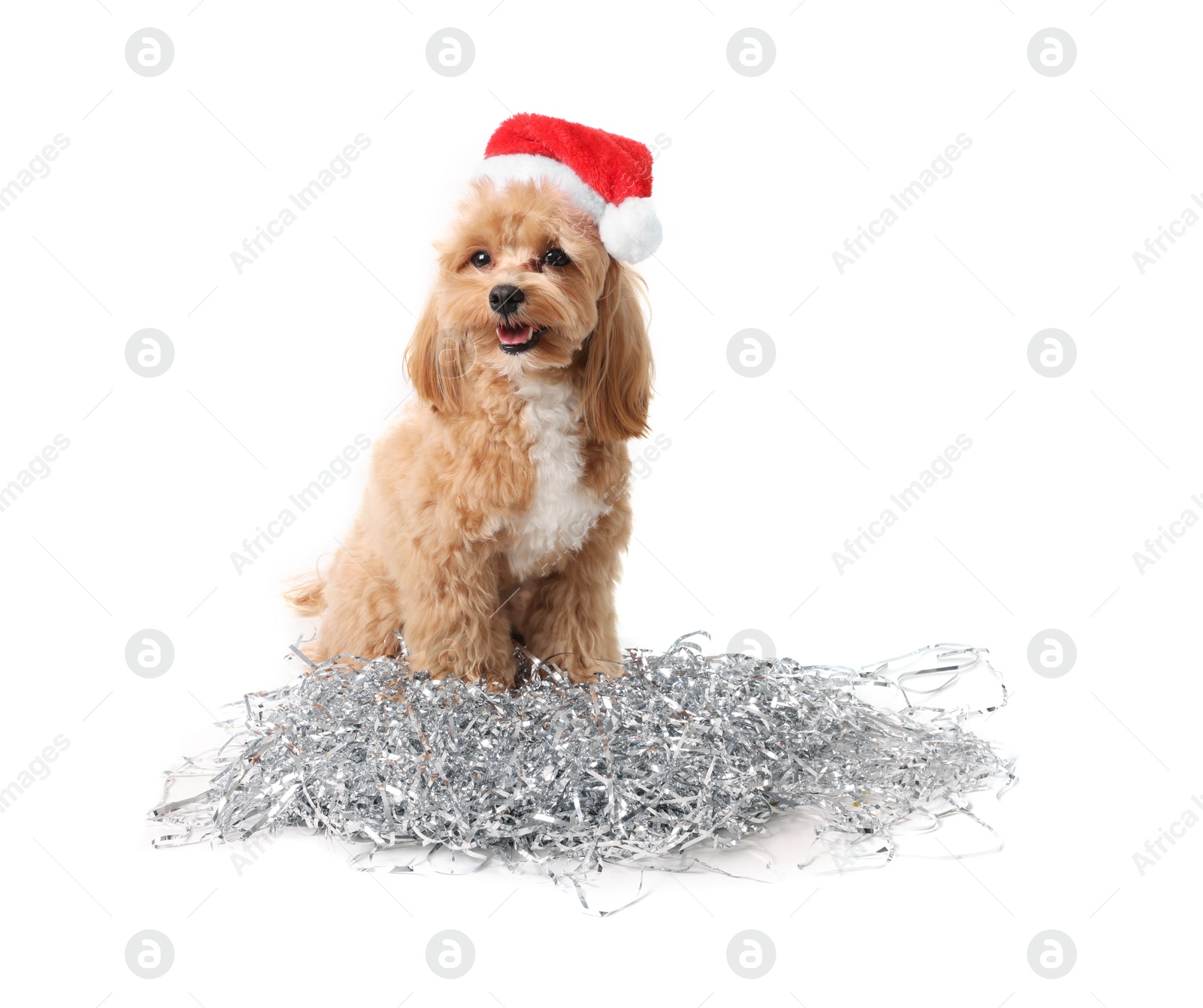 Photo of Cute dog with shiny tinsels in Santa hat on white background