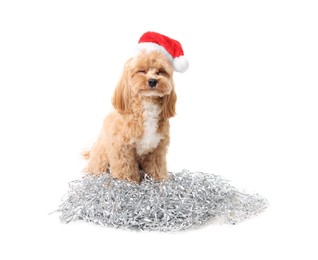 Photo of Cute dog with shiny tinsels in Santa hat on white background