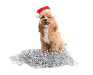 Photo of Cute dog with shiny tinsels in Santa hat on white background