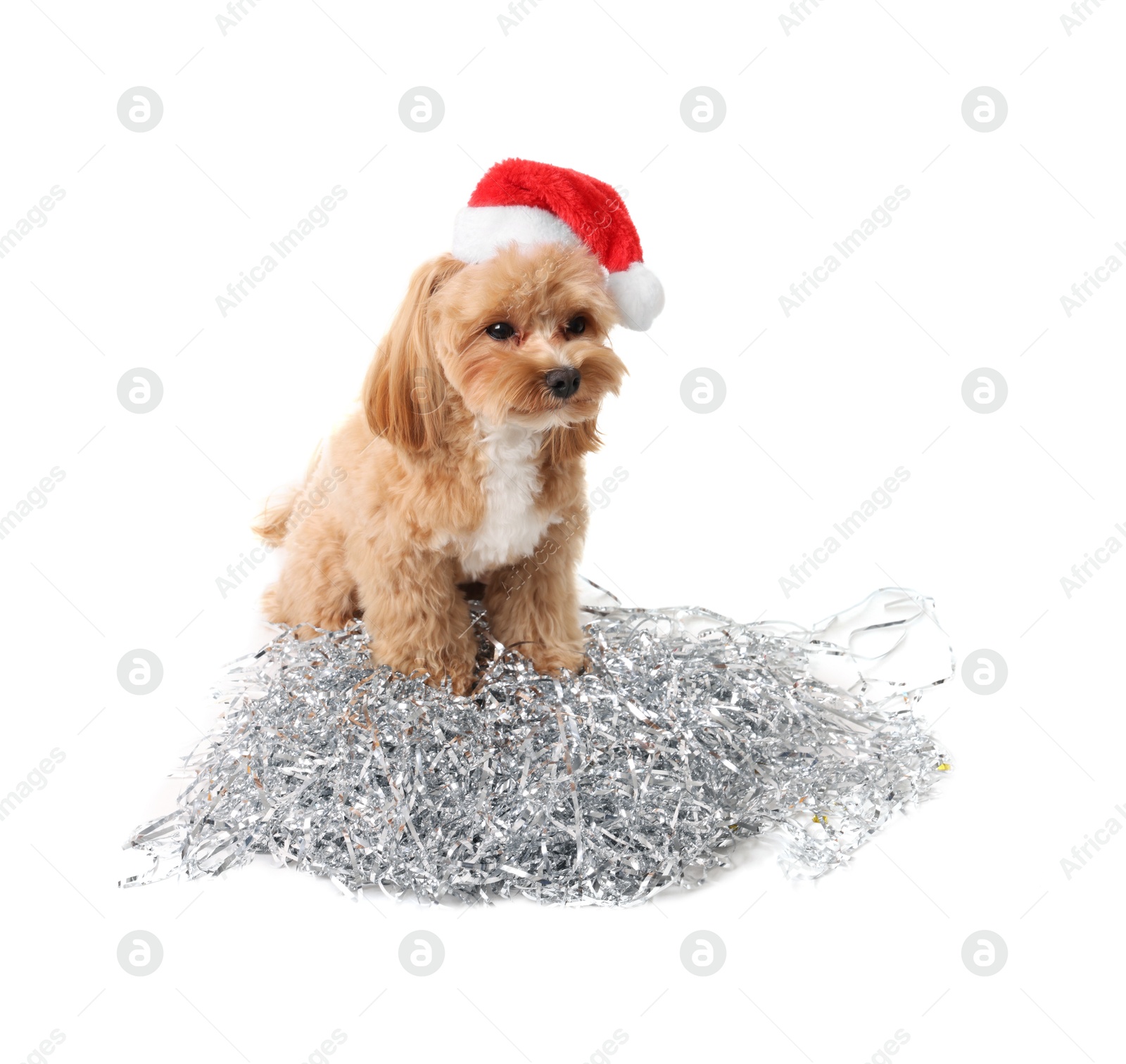 Photo of Cute dog with shiny tinsels in Santa hat on white background