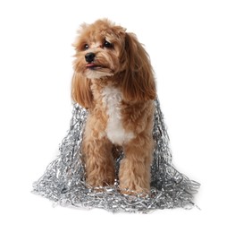 Photo of Cute dog with shiny tinsels on white background