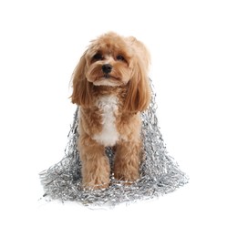 Photo of Cute dog with shiny tinsels on white background