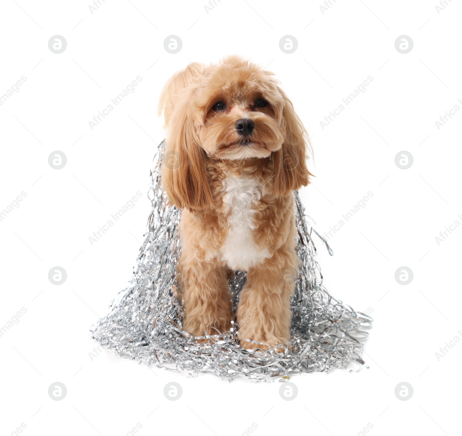 Photo of Cute dog with shiny tinsels on white background