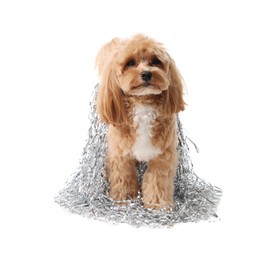 Photo of Cute dog with shiny tinsels on white background