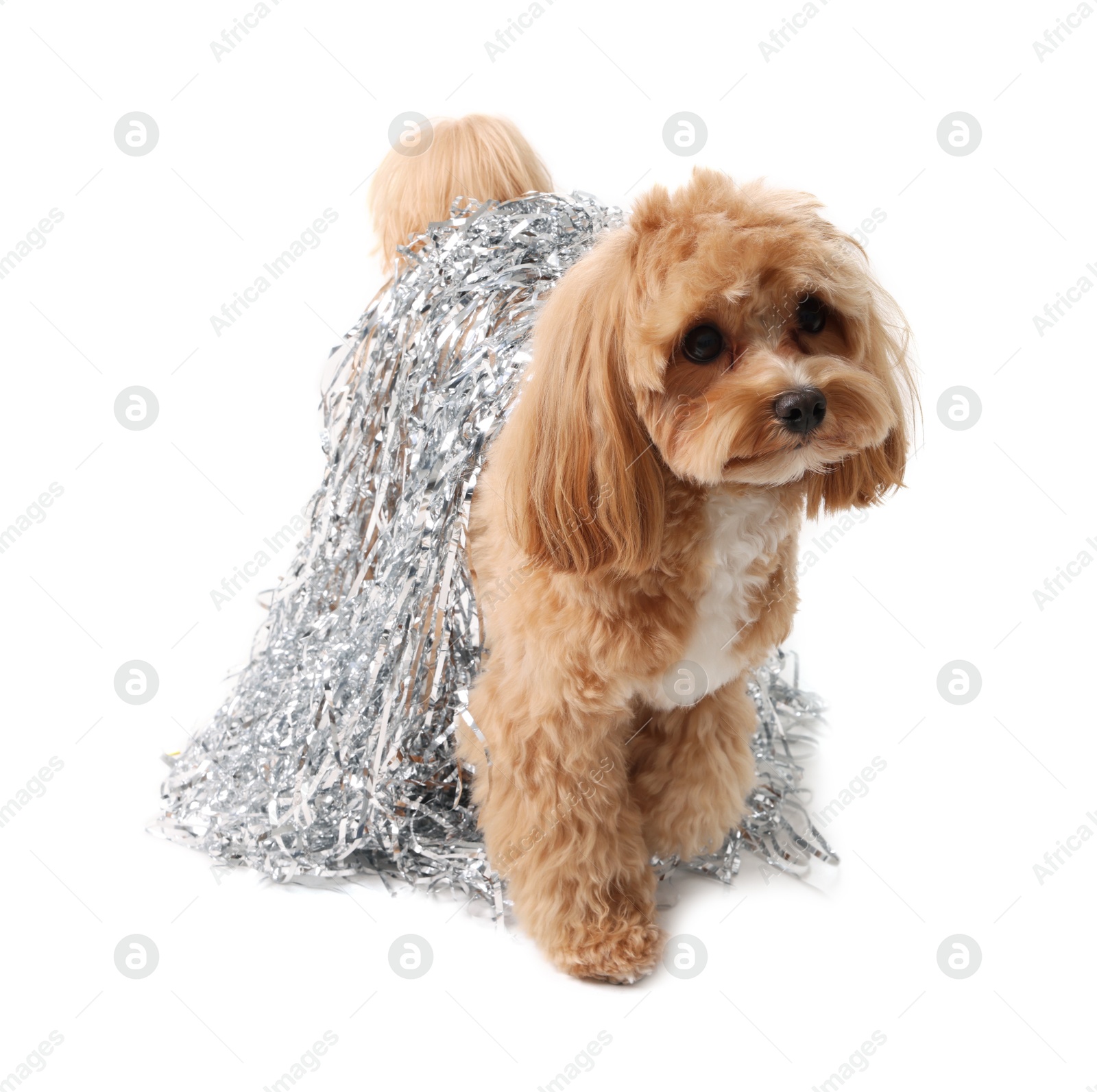 Photo of Cute dog with shiny tinsels on white background