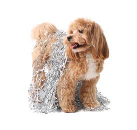 Photo of Cute dog with shiny tinsels on white background