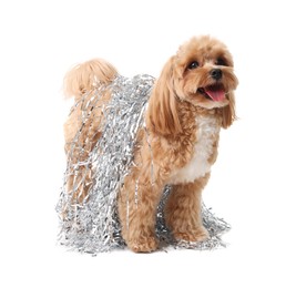 Photo of Cute dog with shiny tinsels on white background