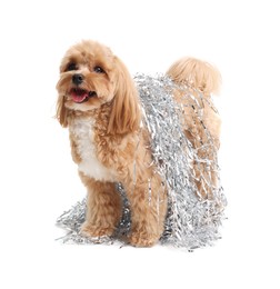 Photo of Cute dog with shiny tinsels on white background