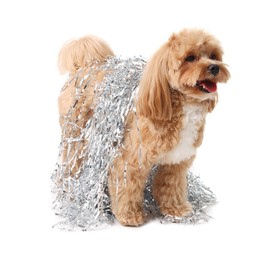 Photo of Cute dog with shiny tinsels on white background