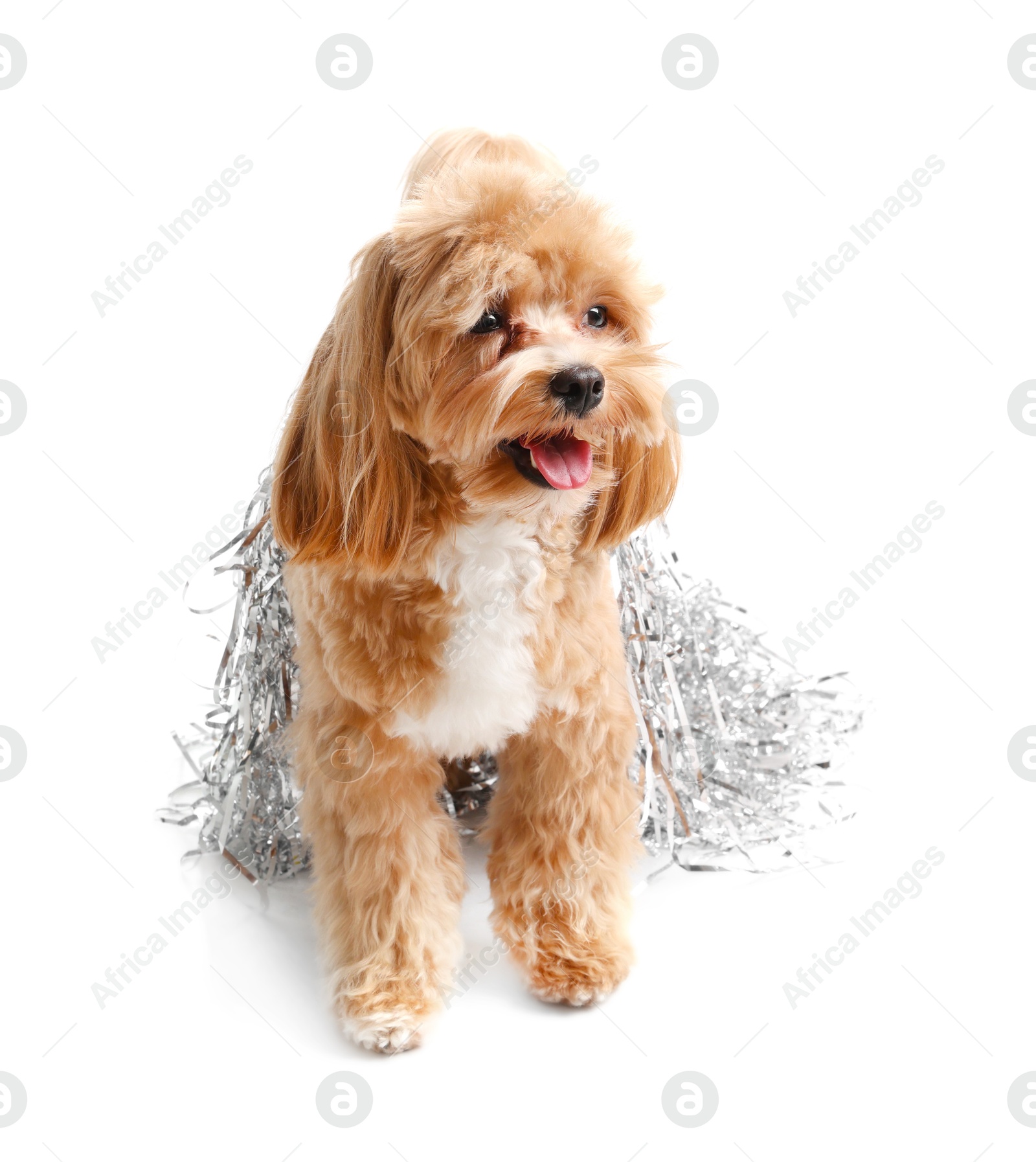 Photo of Cute dog with shiny tinsels on white background