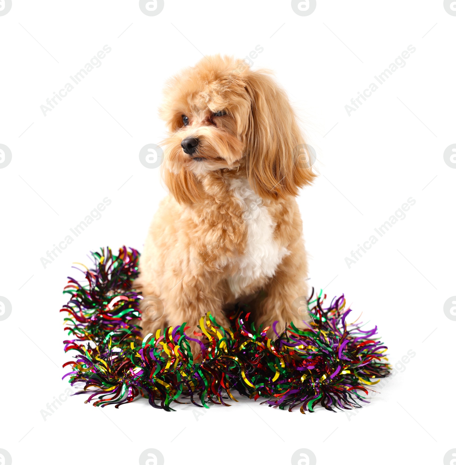 Photo of Cute dog with shiny tinsel on white background