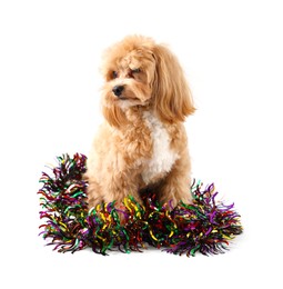 Photo of Cute dog with shiny tinsel on white background