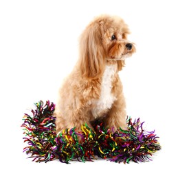 Photo of Cute dog with shiny tinsel on white background