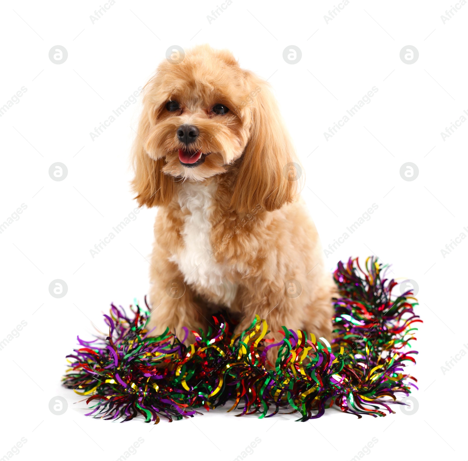 Photo of Cute dog with shiny tinsel on white background