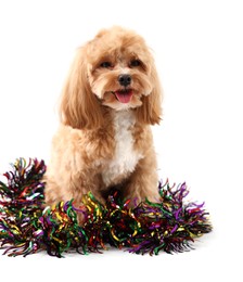 Photo of Cute dog with shiny tinsel on white background