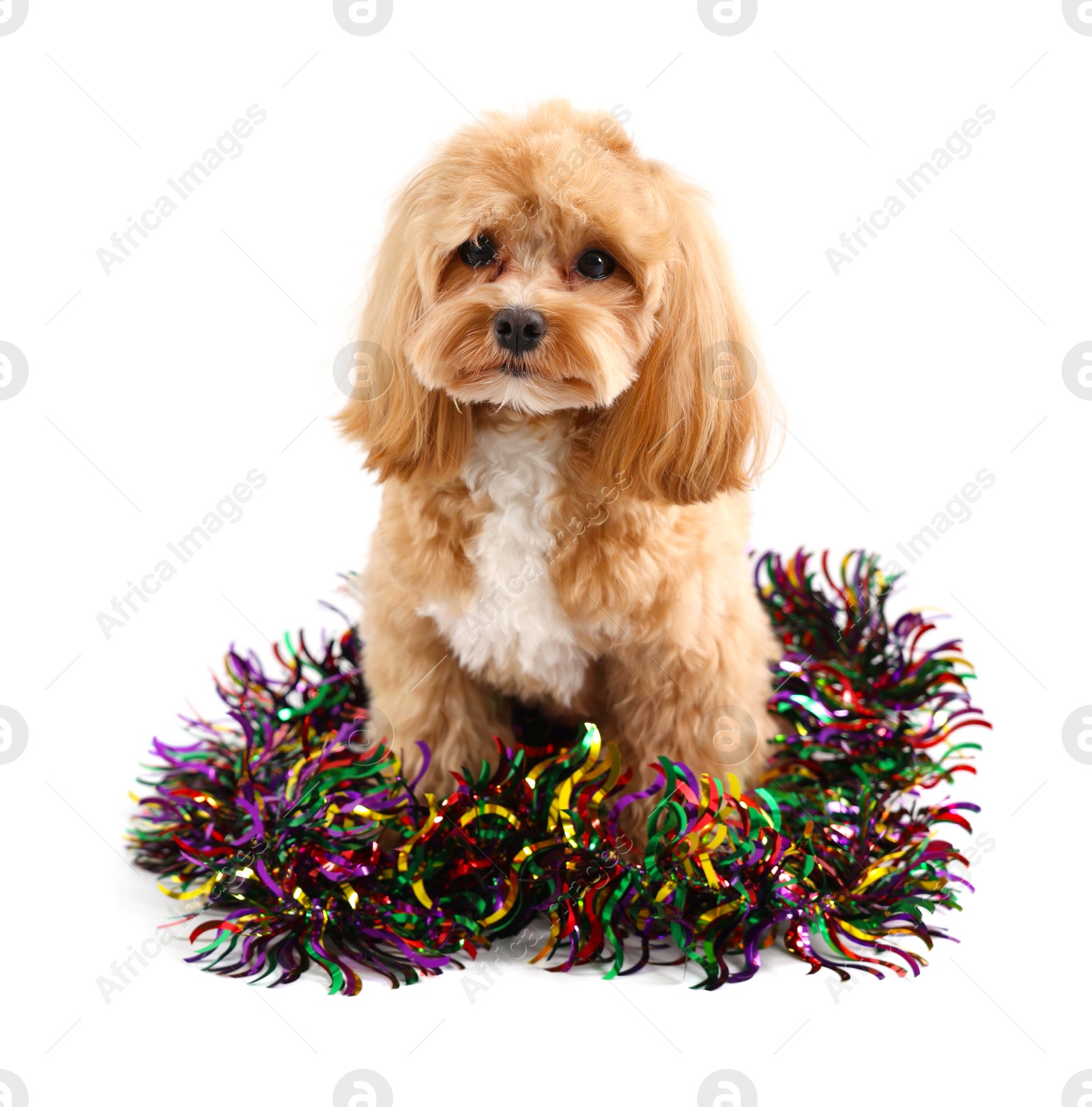 Photo of Cute dog with shiny tinsel on white background