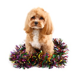 Photo of Cute dog with shiny tinsel on white background