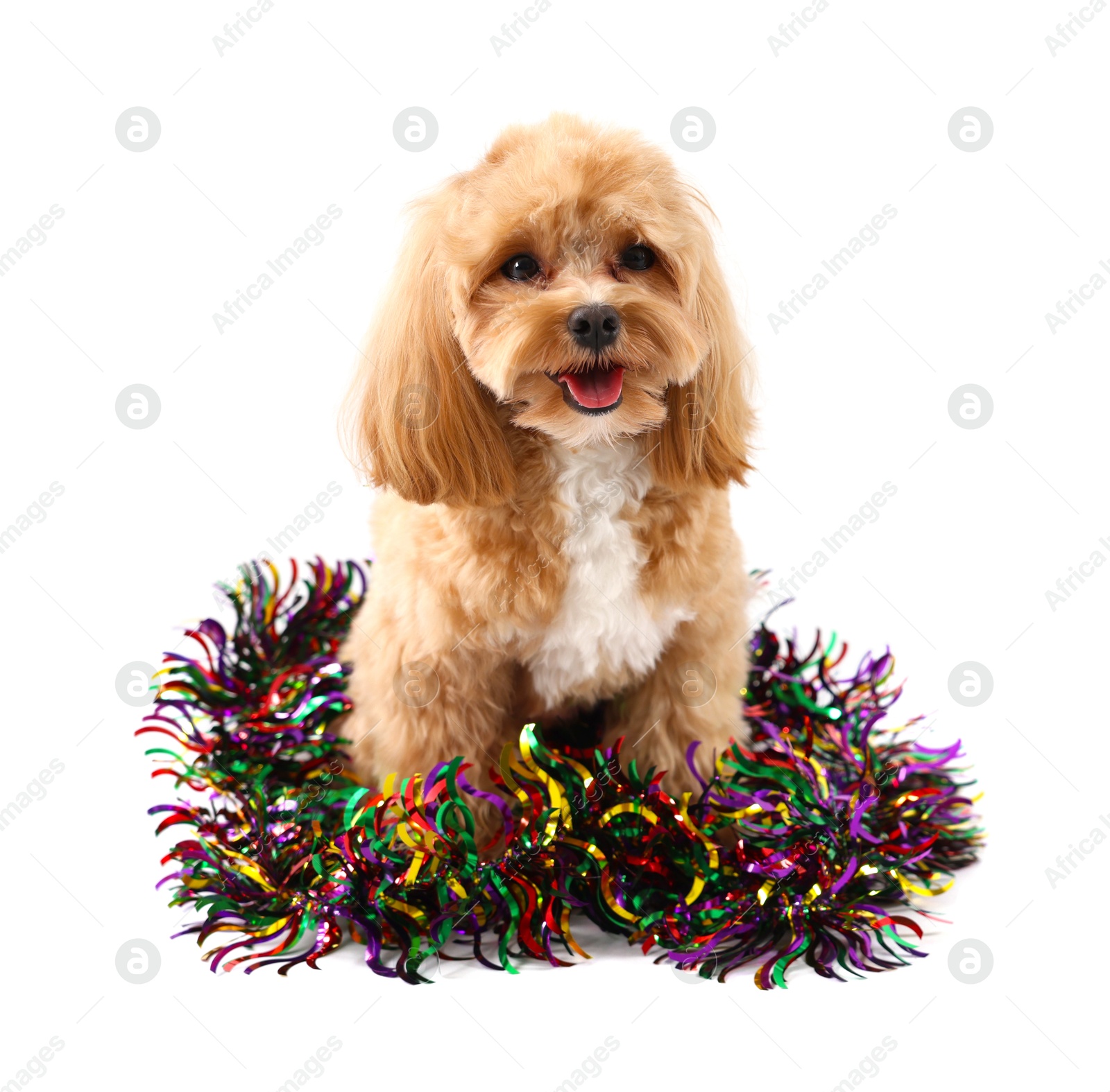 Photo of Cute dog with shiny tinsel on white background