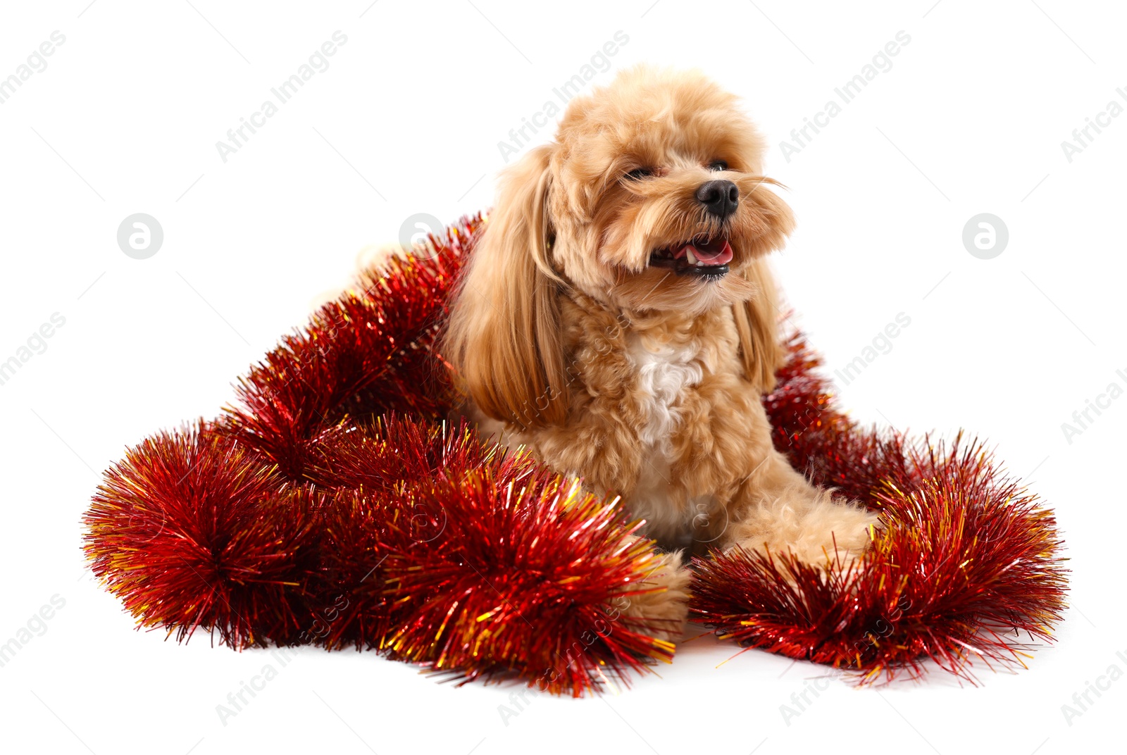 Photo of Cute dog with shiny tinsel on white background