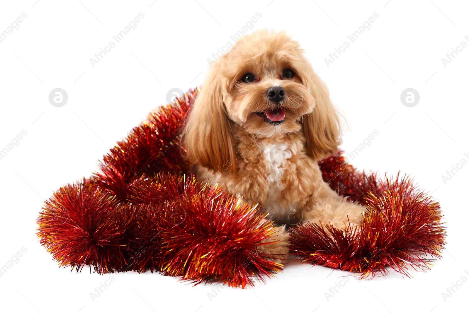 Photo of Cute dog with shiny tinsel on white background