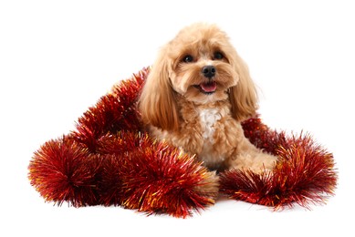 Photo of Cute dog with shiny tinsel on white background