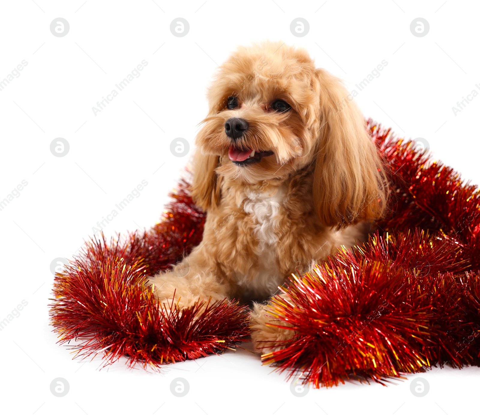 Photo of Cute dog with shiny tinsel on white background. Space for text