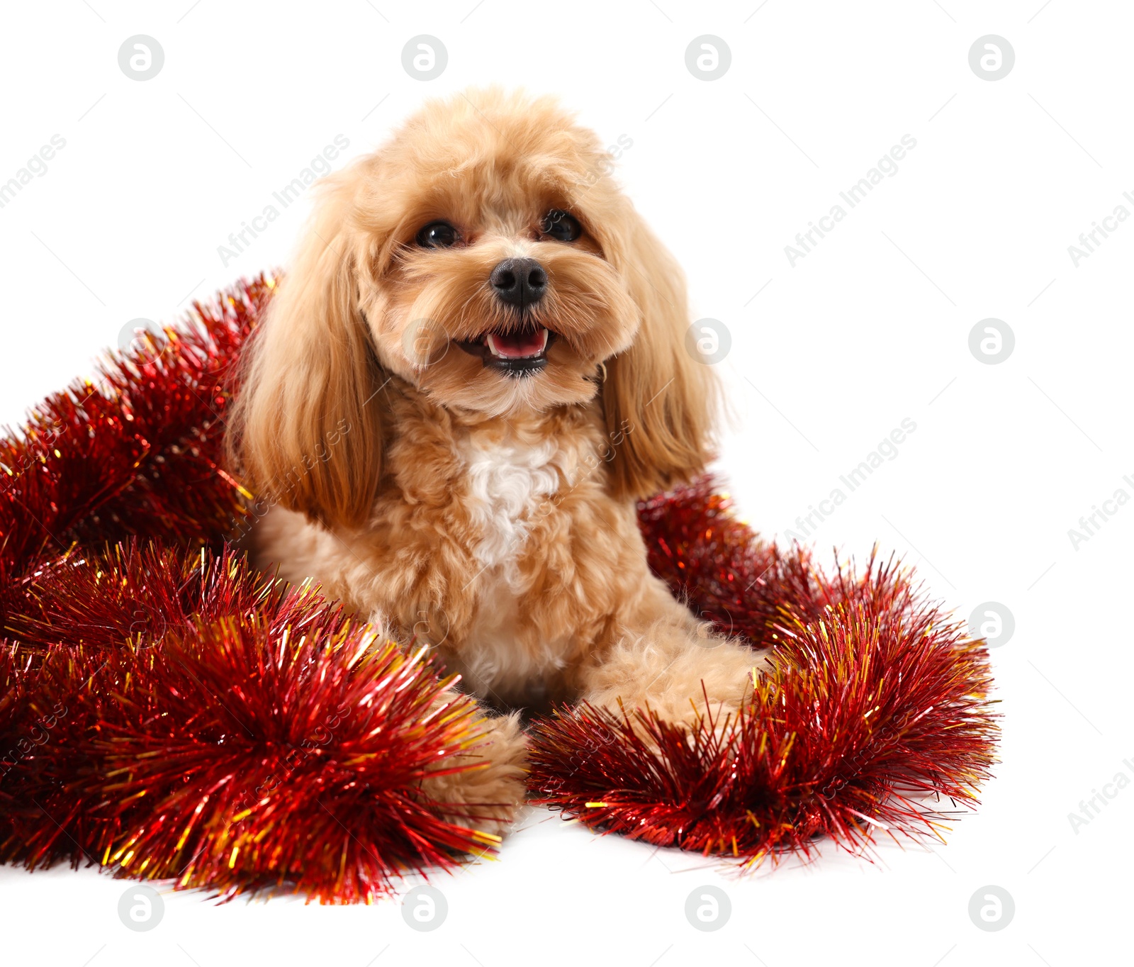 Photo of Cute dog with shiny tinsel on white background. Space for text