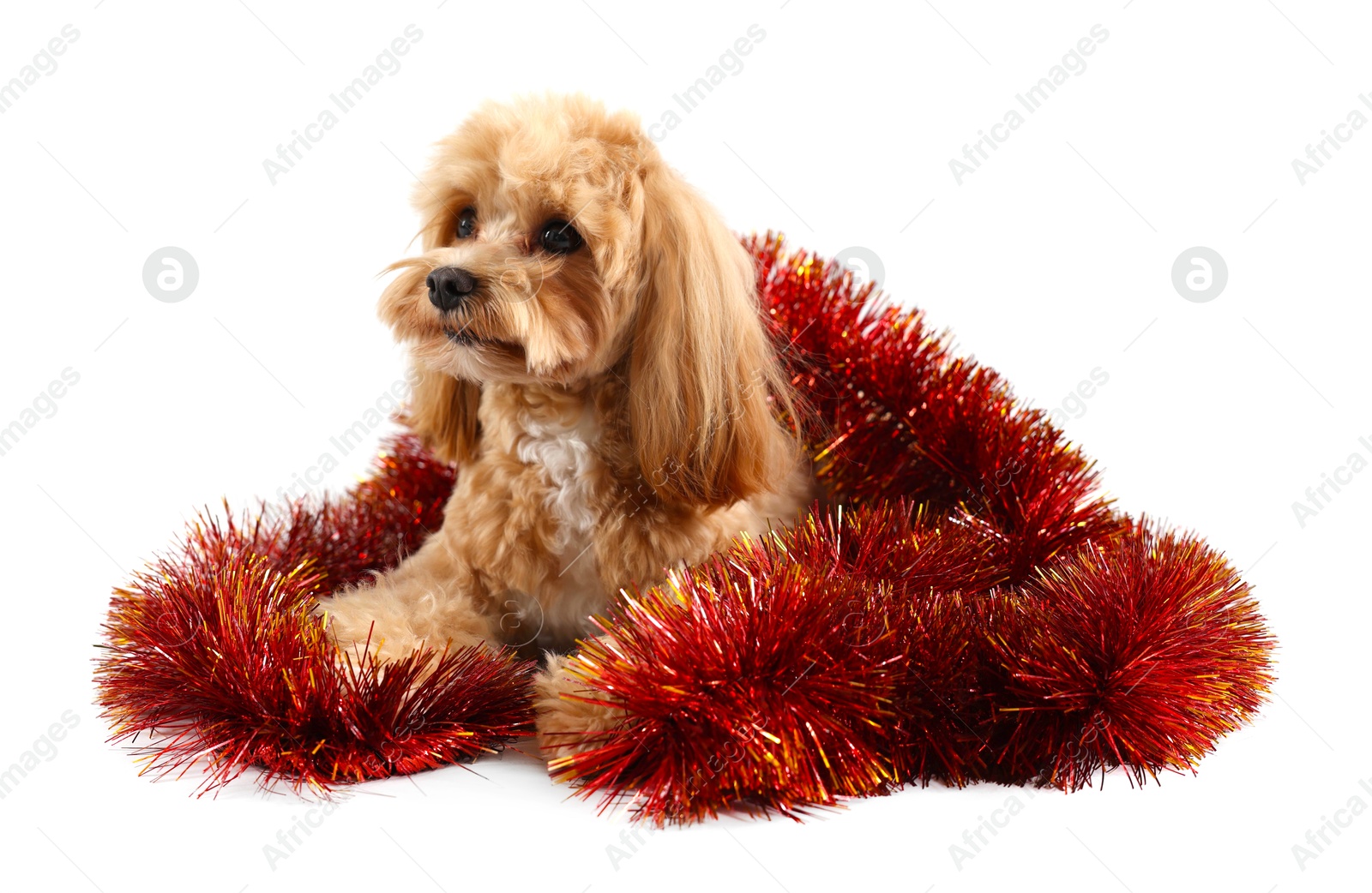 Photo of Cute dog with shiny tinsel on white background