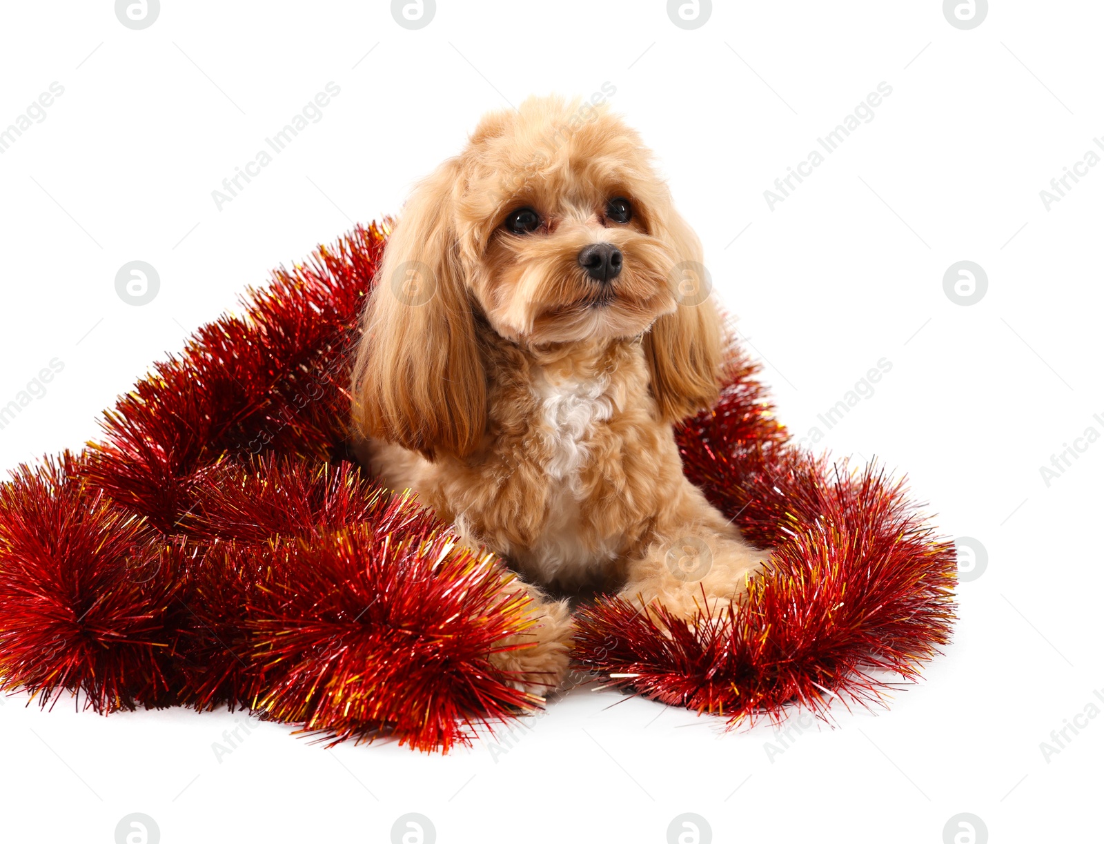 Photo of Cute dog with shiny tinsel on white background. Space for text