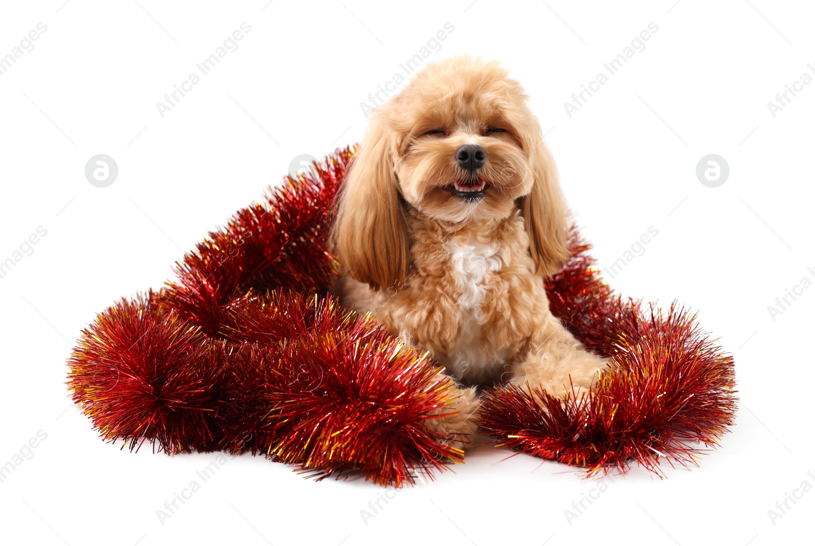 Photo of Cute dog with shiny tinsel on white background