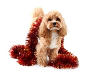 Photo of Cute dog with shiny tinsel on white background