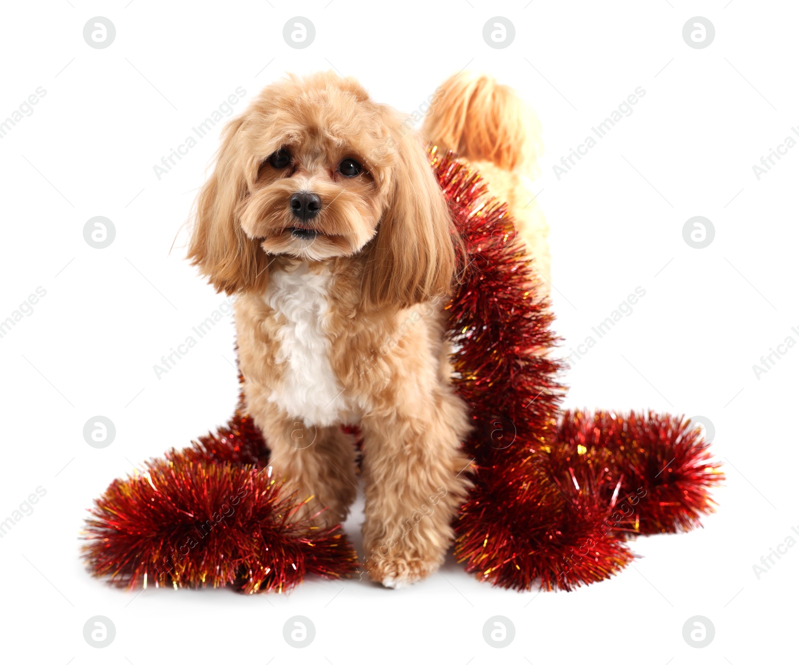 Photo of Cute dog with shiny tinsel on white background