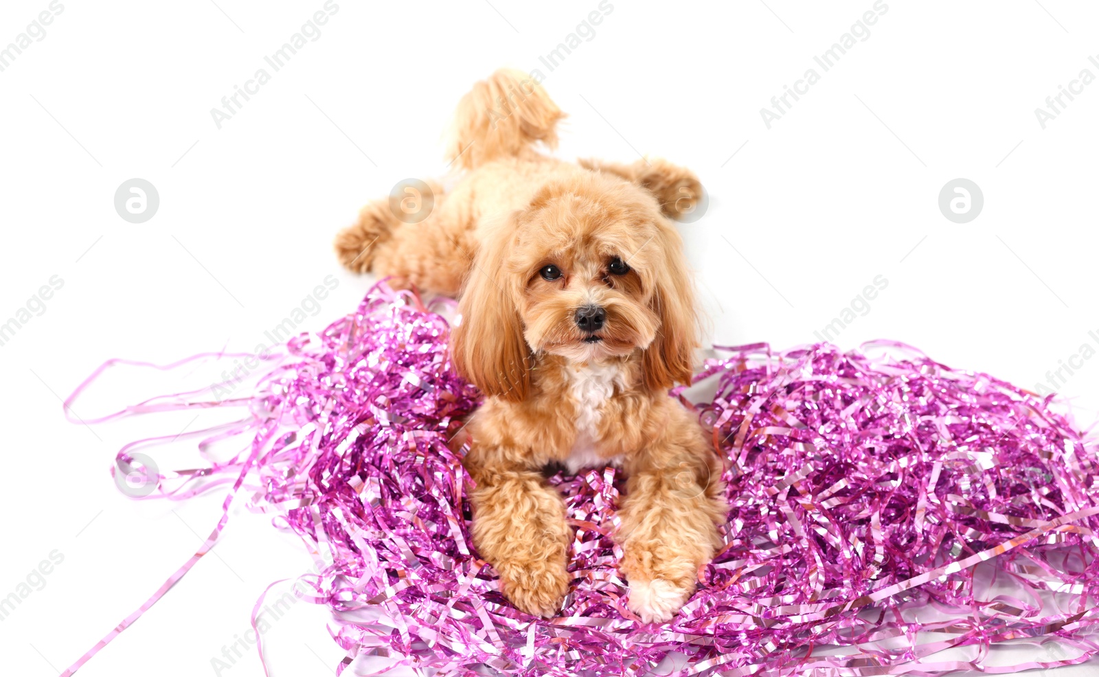 Photo of Cute dog with pile of shiny tinsels on white background