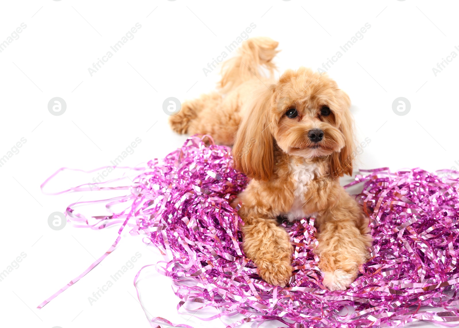 Photo of Cute dog with pile of shiny tinsels on white background. Space for text