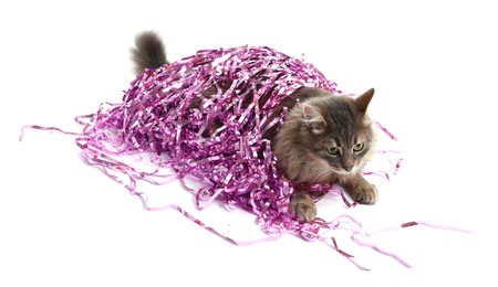 Photo of Cute cat with bright Christmas tinsel isolated on white