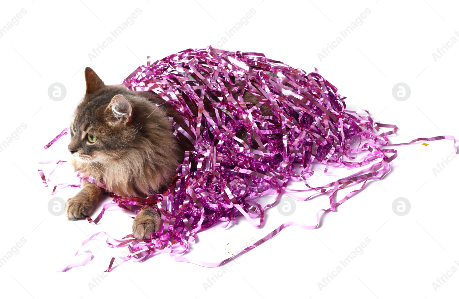 Photo of Cute cat with bright Christmas tinsel isolated on white