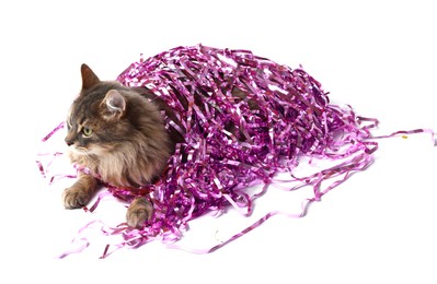 Photo of Cute cat with bright Christmas tinsel isolated on white