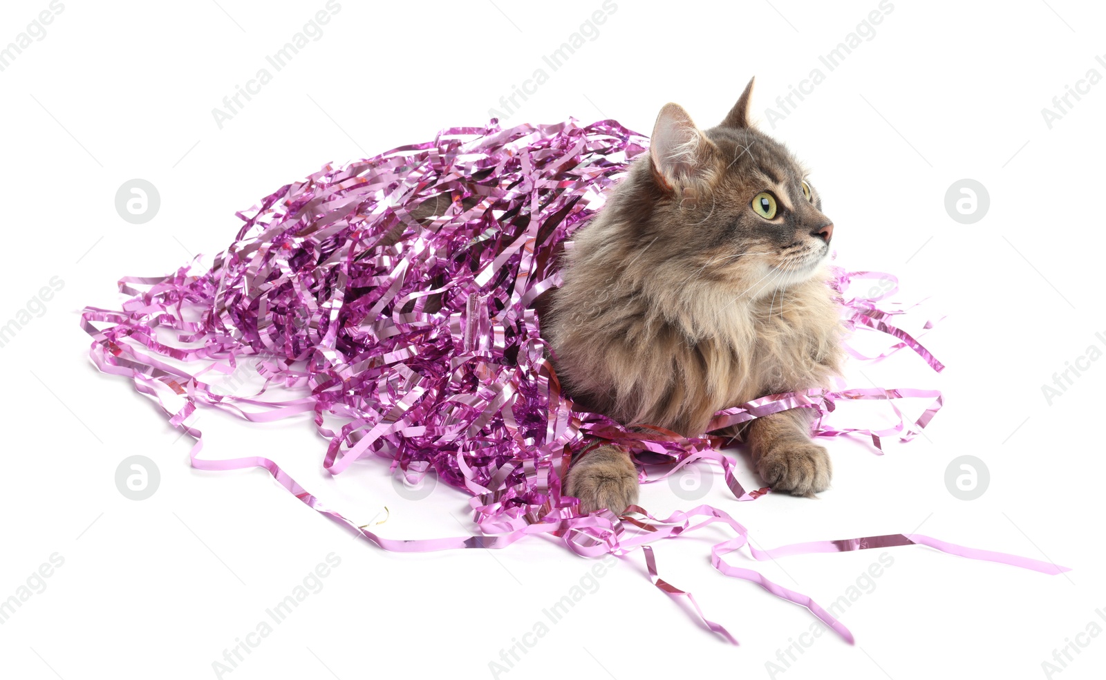 Photo of Cute cat with bright Christmas tinsel isolated on white