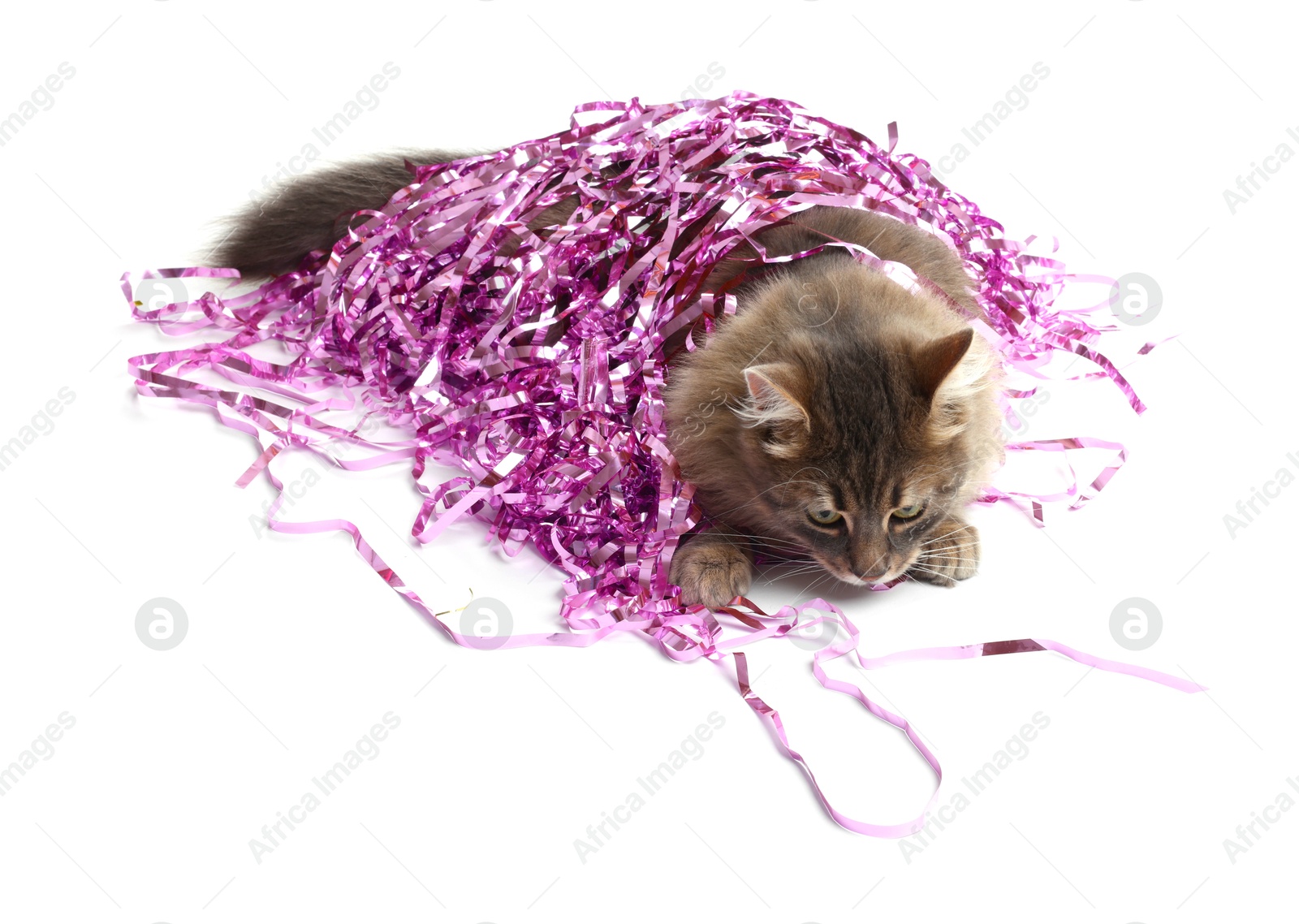 Photo of Cute cat with bright Christmas tinsel isolated on white