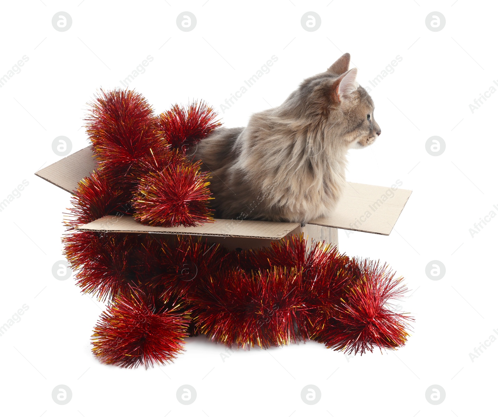 Photo of Cute cat in cardboard box and red Christmas tinsel isolated on white