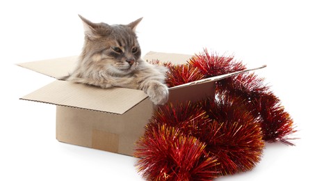 Photo of Cute cat in cardboard box and red Christmas tinsel isolated on white