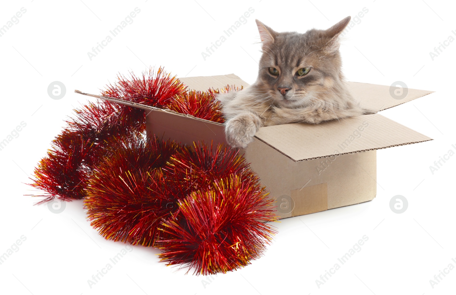 Photo of Cute cat in cardboard box and red Christmas tinsel isolated on white