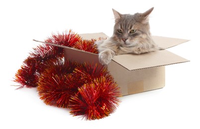 Photo of Cute cat in cardboard box and red Christmas tinsel isolated on white